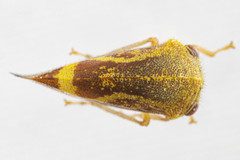 Ophiderma evelyna