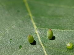 Caryomyia urnula