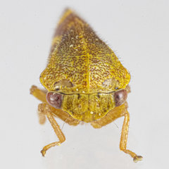 Ophiderma evelyna