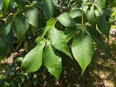 Caryomyia urnula