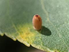 Caryomyia urnula