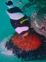 Amphiprion polymnus