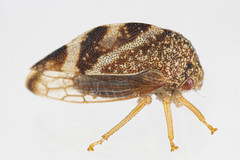 Cyrtolobus arcuatus