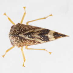 Cyrtolobus arcuatus