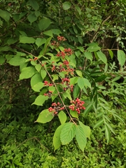 Viburnum plicatum