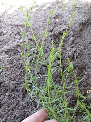 Hyssopus seravschanicus