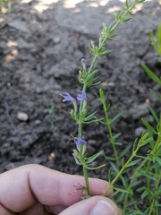 Hyssopus seravschanicus