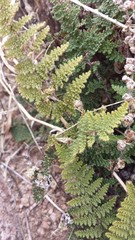 Myriopteris wootonii