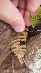 Myriopteris wootonii