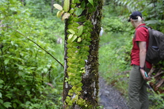 Marcgravia rectiflora