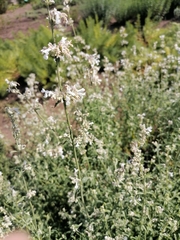 Nepeta nepetella