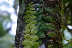 Marcgravia rectiflora