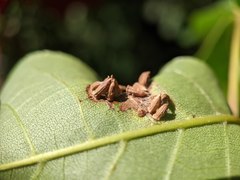 Caryomyia striolata
