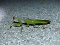 Sphodromantis