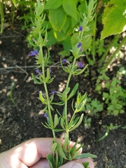 Hyssopus seravschanicus