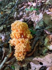 Ramaria flava