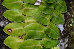 Marcgravia rectiflora