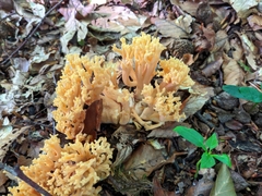Ramaria flava