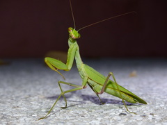 Sphodromantis