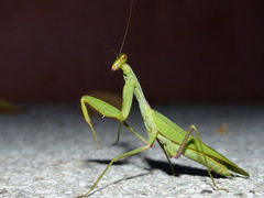 Sphodromantis
