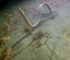 Cerebratulus
