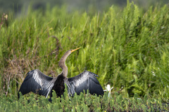 Anhinga anhinga anhinga