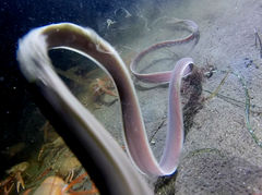 Cerebratulus