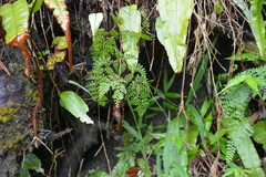 Odontosoria aculeata