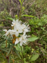 Rhododendron tomentosum