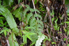 Odontosoria aculeata