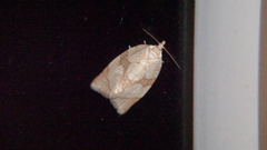 Adoxophyes negundana