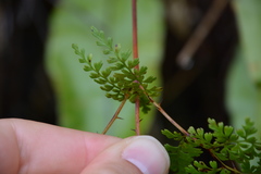 Odontosoria aculeata
