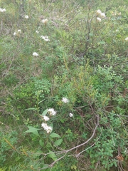 Rhododendron tomentosum