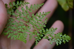 Odontosoria aculeata