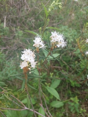 Rhododendron tomentosum