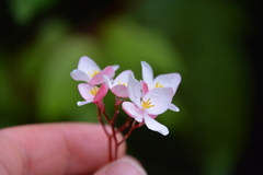 Begonia decandra