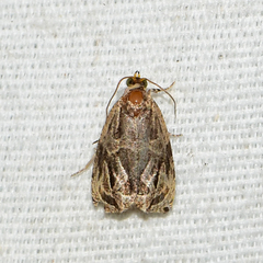 Olethreutes clavana