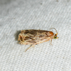 Olethreutes clavana