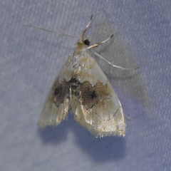 Lipocosma sicalis