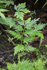 Selaginella plana