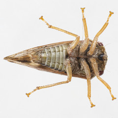 Cyrtolobus arcuatus