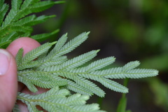 Selaginella plana