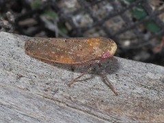 Paraphlepsius continuus