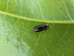 Mastogenius crenulatus
