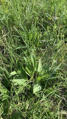 Plantago urvillei