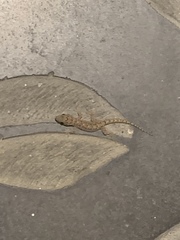 Hemidactylus bowringii