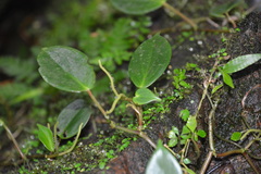 Peperomia distachyos