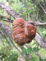 Pachypappa sacculi