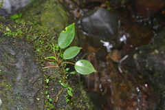 Peperomia distachyos
