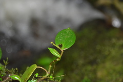 Peperomia distachyos